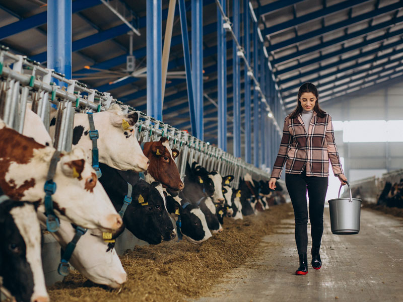 Drei Fotos pro Seite