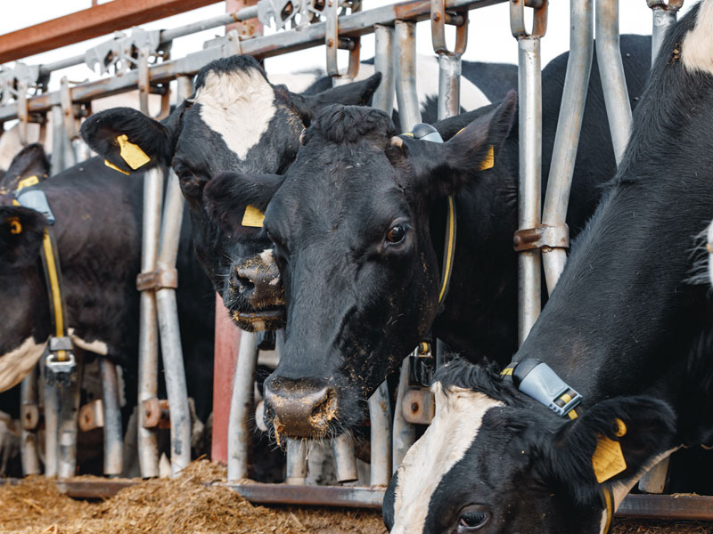 Drei Fotos pro Seite