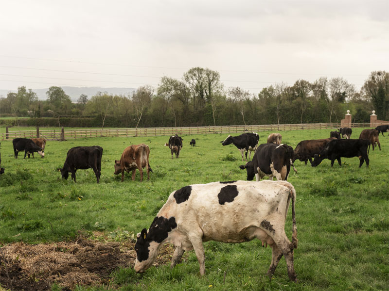 Drei Fotos pro Seite